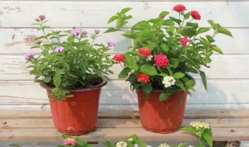 贵州男神最新爆料视频,最新爆料视频背后的惊人真相 第3张 贵州男神最新爆料视频,最新爆料视频背后的惊人真相 第3张