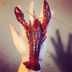 厦门龙虾爆料视频最新,现场实况直击,揭秘海鲜市场新动态 第2张 厦门龙虾爆料视频最新,现场实况直击,揭秘海鲜市场新动态 第2张