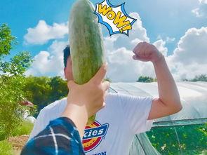 网红吃瓜群众免费,揭秘娱乐圈幕后真相 第3张 网红吃瓜群众免费,揭秘娱乐圈幕后真相 第3张